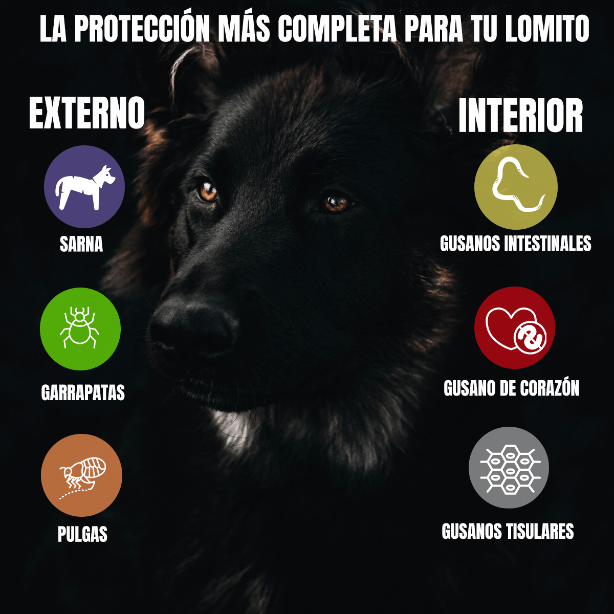 NEXGARD ANTIPULGAS Y GARRAPATAS PARA PERROS - FridaPets - Perro - Salud y bienestar - FridaPets